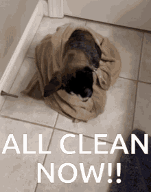 Allcleannow Clean GIF - Allcleannow Clean Dog Clean GIFs