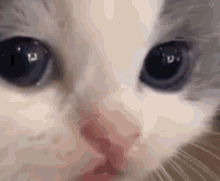 Cat Sad GIF - Cat Sad Die Inside GIFs