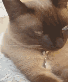 Cat Chill GIF - Cat Chill Siamese Cat GIFs