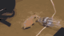 Hamster Waterbottlehamster GIF