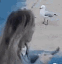 krippit seagull mubbum beach shocked