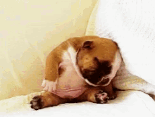 Dog Lm Done GIF - Dog Lm Done Its Over GIFs