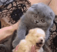 Cat Puppy GIF - Cat Puppy Cuddle GIFs