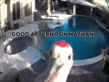 Good Afternoon Nathan Nathan GIF - Good Afternoon Nathan Nathan Nathanial GIFs