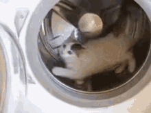 洗濯機　猫　ぐるぐる　可愛い動物 GIF - Laundry Machine Cat GIFs