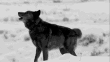Wolf Howl GIF - Wolf Howl Wolfie GIFs
