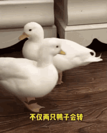 Duck Circle Yinyang Duck GIF - Duck Circle Yinyang Duck Spinning GIFs