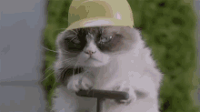 Boom GIF - Grumpy Cat Explode Explosion GIFs
