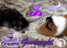 Guinea Pig Goodnight GIF - Guinea Pig Goodnight Good Night GIFs