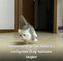 a gray and white cat is running on a wood floor