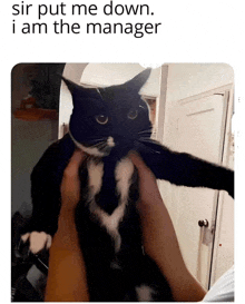 Manager Cat GIF - Manager Cat I'M The Manager GIFs
