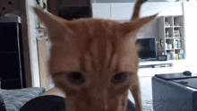 a close up of a cat looking at the camera