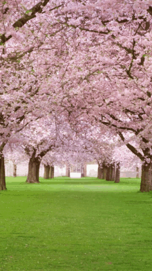 Pink Tree GIF