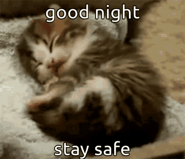 Animals With Captions Good Night Animal GIF - Animals With Captions Good  Night Animal Cute Kitten - Discover & Share GIFs