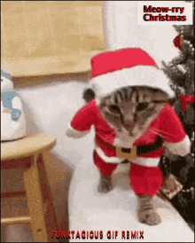 Christmas Cat Funky Xmas Cat GIF