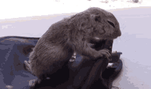 Animals Squirrel GIF - Animals Squirrel Baby GIFs