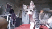 Coolcat Cat Fist Bump GIF - Coolcat Cat Fist Bump Cool Cat Fist GIFs