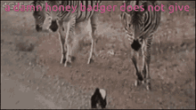 Honey Badger Zebra GIF - Honey Badger Zebra Does Not Give A GIFs