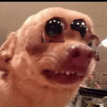 Terrifying Eye Dog GIF - Terrifying Eye Dog GIFs