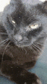 a close up of a black cat 's face and whiskers