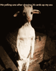 funny goat uno