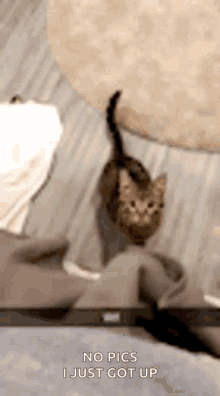 Crazy Cat Attack GIF - Crazy Cat Attack Gotcha GIFs