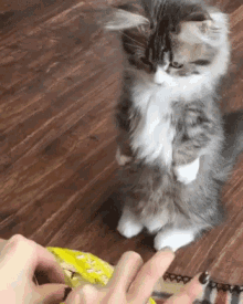 Kitty Standing GIF - Kitty Standing Eats Popcorn GIFs