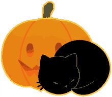 pumpkin gato