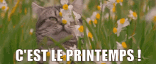 C'Est Le Printemps GIF - Cest Le Printemps Printemps GIFs