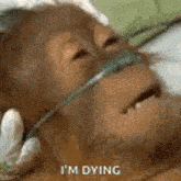 Dying Monkey Dying GIF - Dying Monkey Dying GIFs