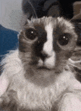 a close up of a cat 's face looking at the camera