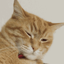 รําคาญ Annoyed GIF - รําคาญ Annoyed Cat GIFs