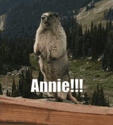 Annie Marmot GIF - Annie Marmot Marmotta GIFs