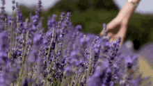 Lavender Touch GIF - Lavender Touch Nature GIFs