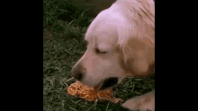 Dog Spagetti GIF - Dog Spagetti Vomits GIFs