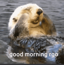 Good Morning Rgo Sea Otter GIF