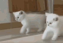 White Kitten White GIF - White Kitten White Kitten GIFs
