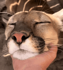 a close up of a cat 's face with the eyes closed