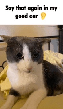 a gray and white cat is laying on a bed with a caption saying that again in my good ear