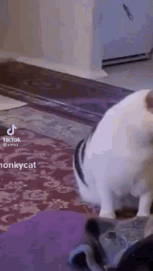 Cat Dog GIF - Cat Dog Shocked GIFs