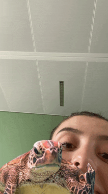 Tortue GIF