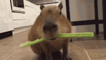 Eating Celery GIF - Eating Celery GIFs