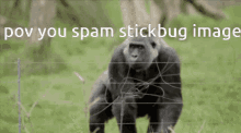 Pov You Spam Stickbug GIF