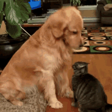funny dog cat patting head