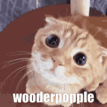 Wooderpopple Cats GIF - Wooderpopple Cats Rc9gn GIFs