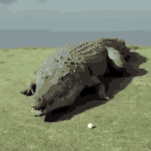 What The The GIF - What The The Crocodile GIFs