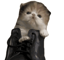 boot kitten cat pussy meow