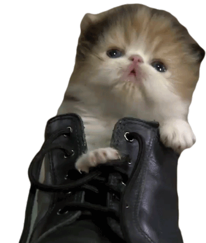 Boot Kitten Sticker - Boot Kitten Cat Stickers