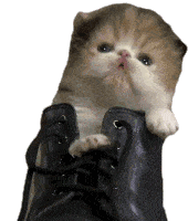 Boot Kitten Sticker