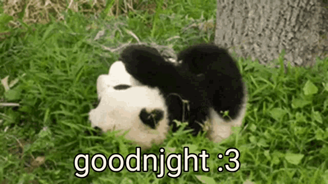 Katherine Weh Panda GIF - Katherine Weh Panda Panda Bear GIFs